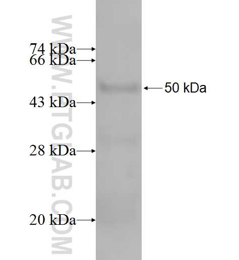 CLIC2 fusion protein Ag6766 SDS-PAGE