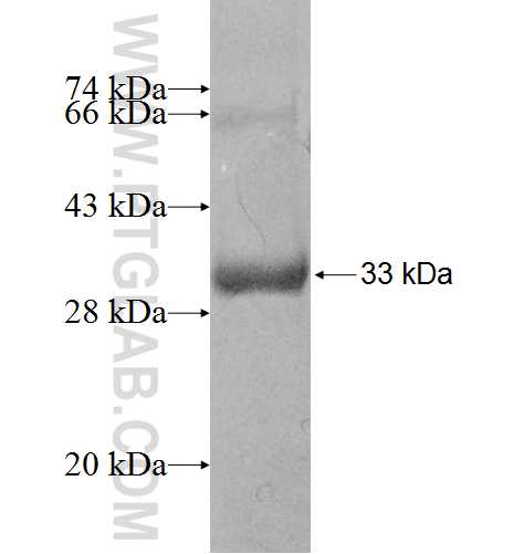 CLIC3 fusion protein Ag8843 SDS-PAGE