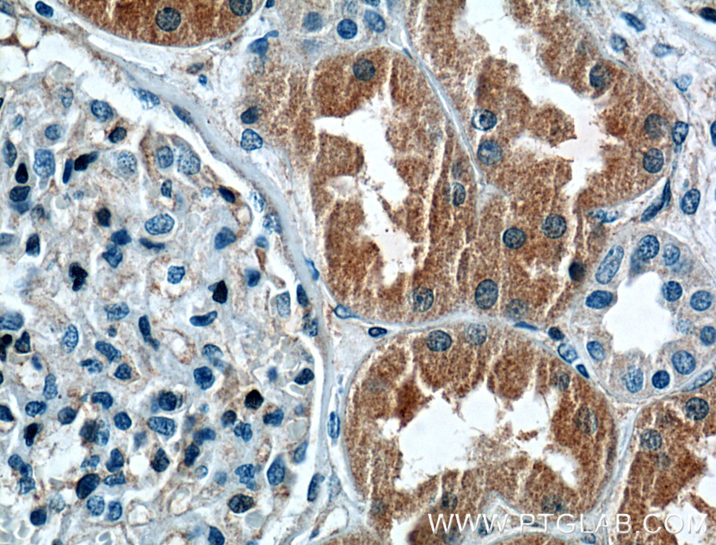 IHC staining of human kidney using 12298-2-AP