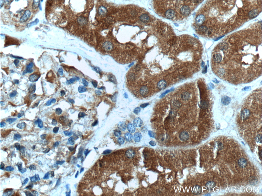 IHC staining of human kidney using 66343-1-Ig