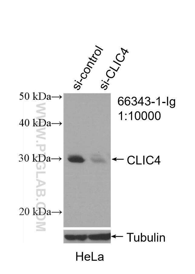 Western Blot (WB) analysis of HeLa cells using CLIC4 Monoclonal antibody (66343-1-Ig)