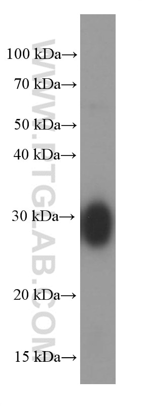Western Blot (WB) analysis of pig kidney tissue using CLIC4 Monoclonal antibody (66343-1-Ig)