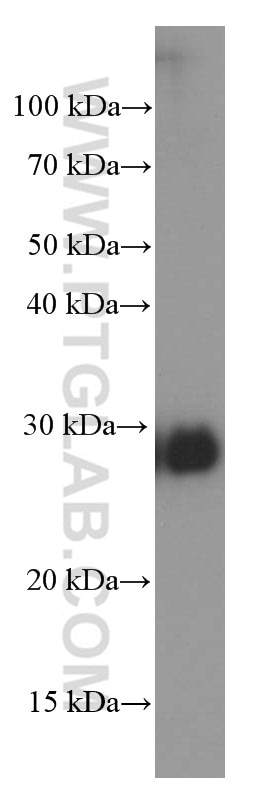 Western Blot (WB) analysis of human heart tissue using CLIC4 Monoclonal antibody (66343-1-Ig)