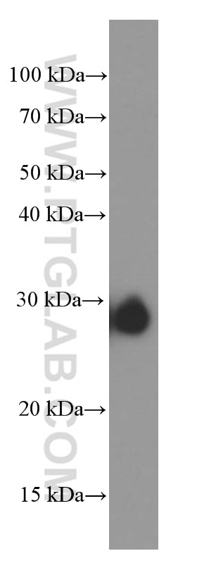 Western Blot (WB) analysis of pig heart tissue using CLIC4 Monoclonal antibody (66343-1-Ig)