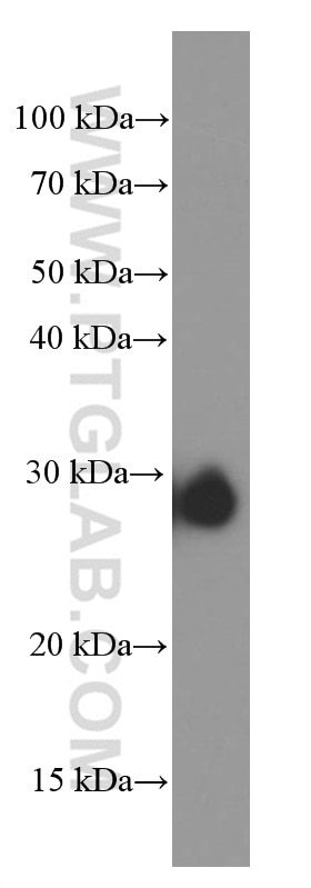 WB analysis of pig heart using 66343-1-Ig