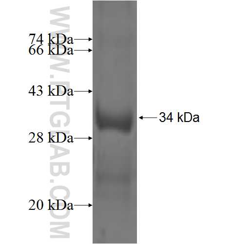 CLIC5 fusion protein Ag2322 SDS-PAGE
