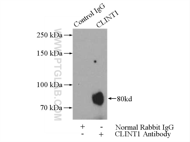 Immunoprecipitation (IP) experiment of HeLa cells using CLINT1 Polyclonal antibody (10470-1-AP)