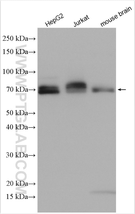 Western Blot (WB) analysis of various lysates using CLINT1 Polyclonal antibody (10470-1-AP)
