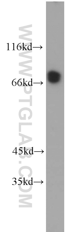 Western Blot (WB) analysis of HeLa cells using CLINT1 Polyclonal antibody (10470-1-AP)
