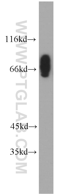 Western Blot (WB) analysis of HEK-293 cells using CLINT1 Polyclonal antibody (10470-1-AP)