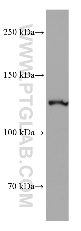 Western Blot (WB) analysis of pig brain tissue using CLIP-115/CLIP2 Monoclonal antibody (67776-1-Ig)