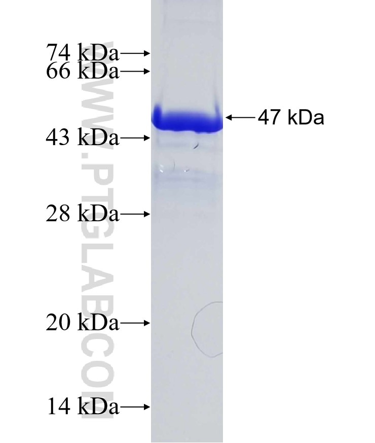 CLIP2 fusion protein Ag18902 SDS-PAGE