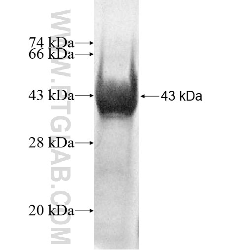 CLIP4 fusion protein Ag11010 SDS-PAGE