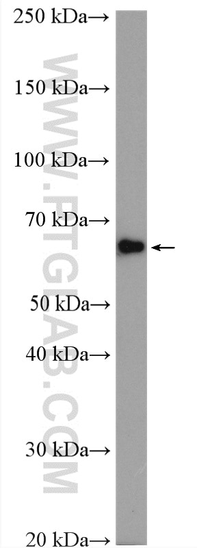 Western Blot (WB) analysis of HeLa cells using CLK1 Polyclonal antibody (20439-1-AP)