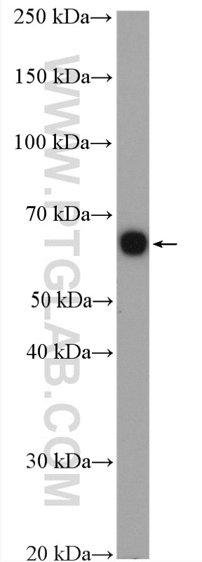Western Blot (WB) analysis of COLO 320 cells using CLK1 Polyclonal antibody (20439-1-AP)