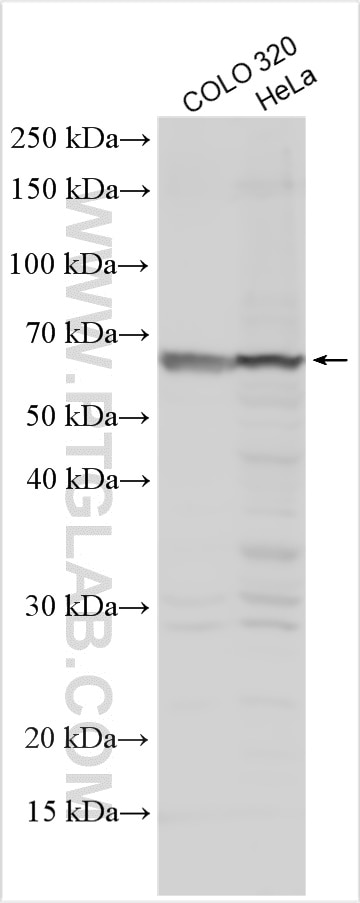 Western Blot (WB) analysis of various lysates using CLK1 Polyclonal antibody (20439-1-AP)