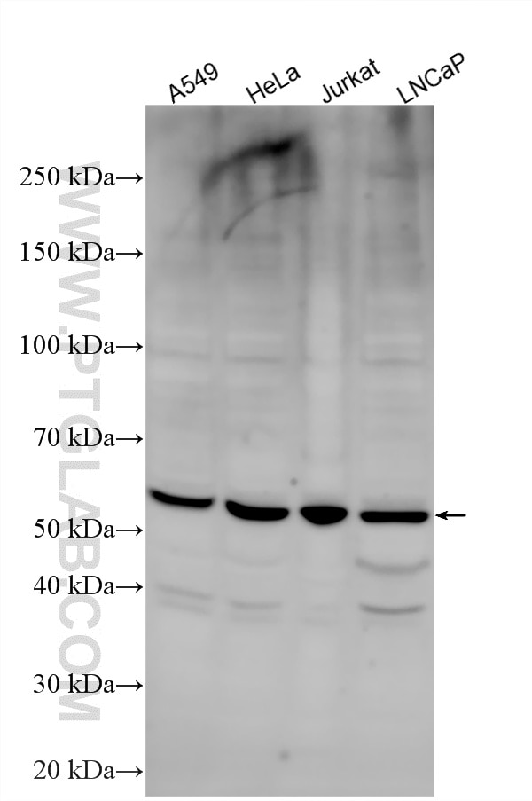 Western Blot (WB) analysis of various lysates using CLK1 Polyclonal antibody (20439-1-AP)