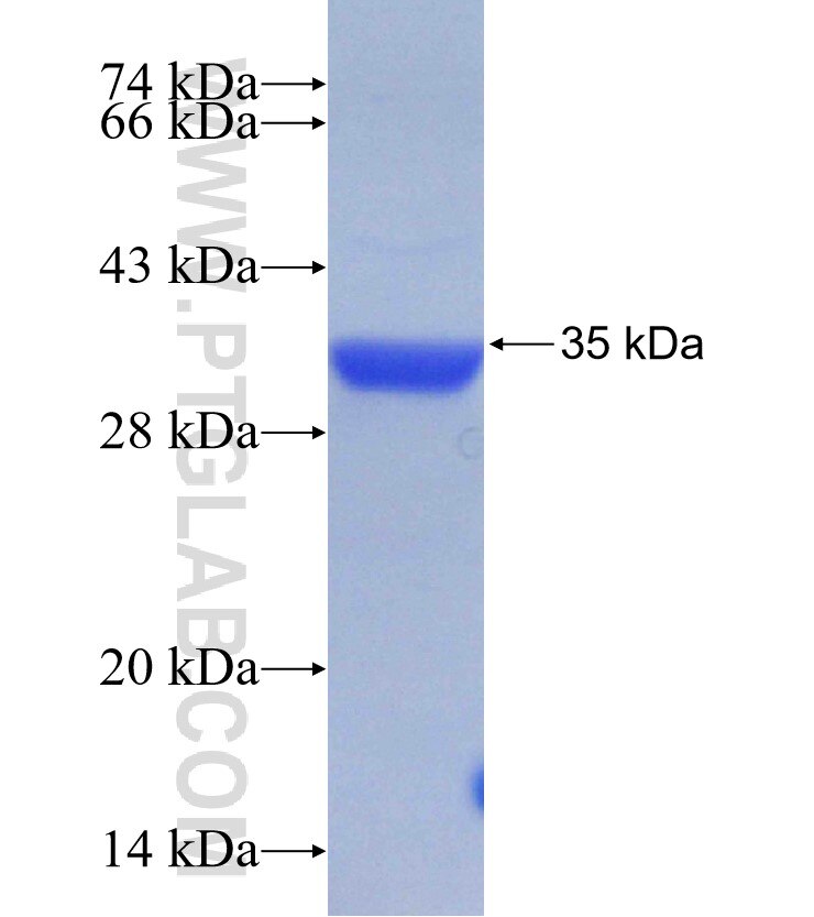 CLK1 fusion protein Ag30351 SDS-PAGE