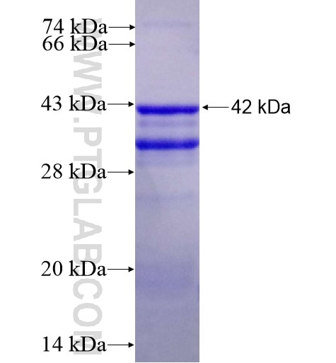 CLK1 fusion protein Ag14214 SDS-PAGE