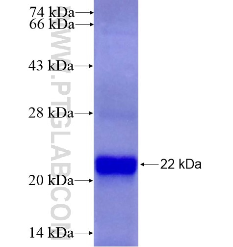 CLK1 fusion protein Ag14552 SDS-PAGE