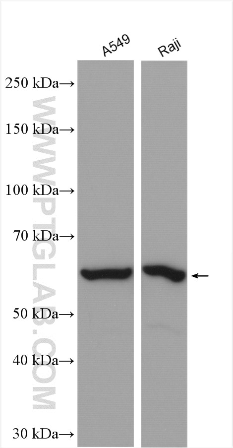 Western Blot (WB) analysis of various lysates using CLK2 Polyclonal antibody (11092-1-AP)