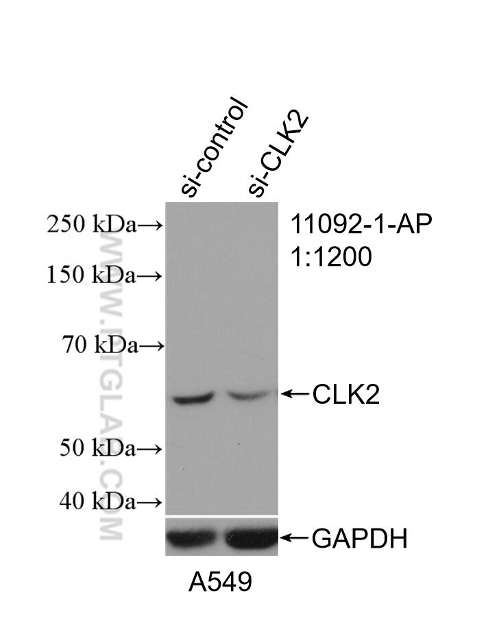 Western Blot (WB) analysis of A549 cells using CLK2 Polyclonal antibody (11092-1-AP)
