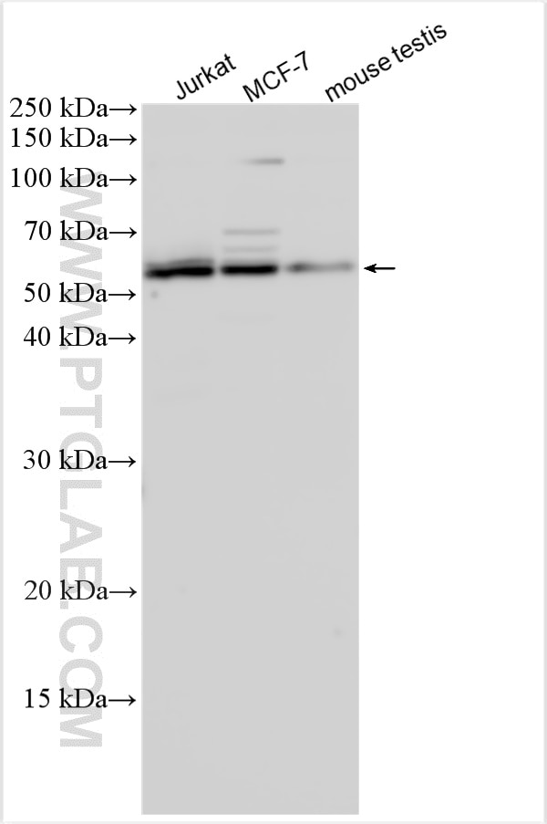 Western Blot (WB) analysis of various lysates using CLK3 Polyclonal antibody (28037-1-AP)