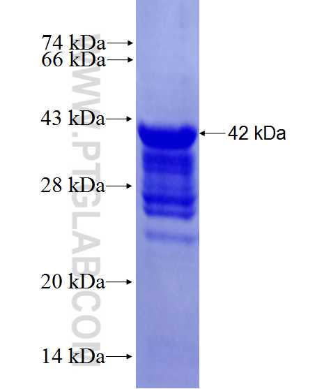 CLK3 fusion protein Ag27741 SDS-PAGE