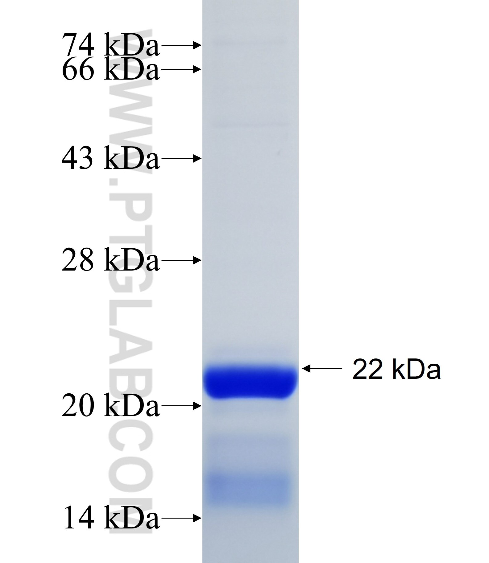 CLK4 fusion protein Ag34466 SDS-PAGE