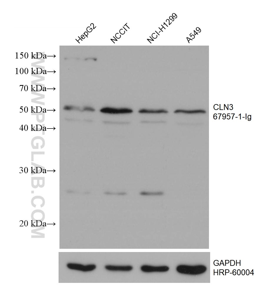 WB analysis using 67957-1-Ig