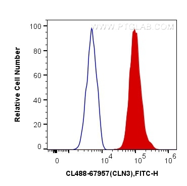 Flow cytometry (FC) experiment of HeLa cells using CoraLite® Plus 488-conjugated CLN3 Monoclonal anti (CL488-67957)
