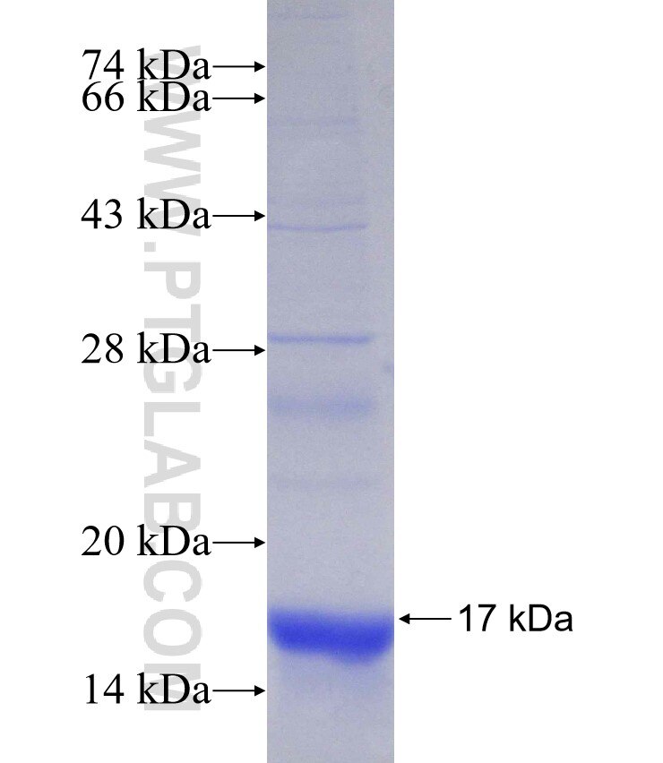 CLN3 fusion protein Ag31402 SDS-PAGE