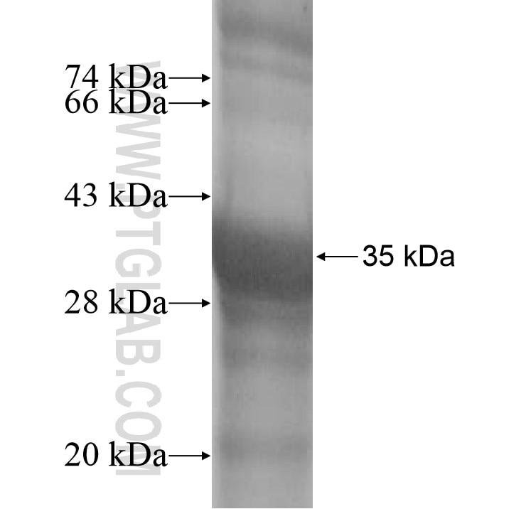 CLN3 fusion protein Ag14224 SDS-PAGE