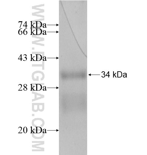 CLN6 fusion protein Ag14159 SDS-PAGE
