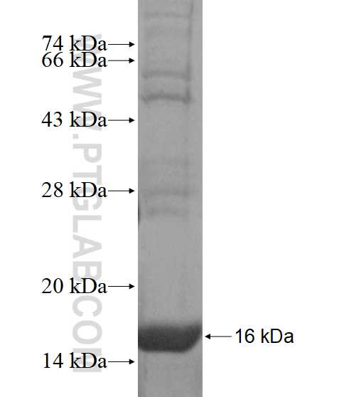 CLN6 fusion protein Ag14844 SDS-PAGE