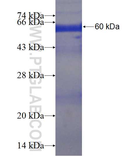 CLNS1A fusion protein Ag22923 SDS-PAGE
