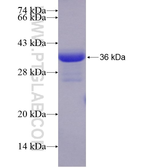 CLNS1A fusion protein Ag28730 SDS-PAGE CLNS1A fusion protein Ag28730 SDS-PAGE