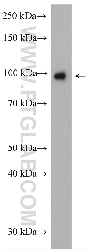 Western Blot (WB) analysis of HEK-293 cells using CLOCK Polyclonal antibody (18094-1-AP)