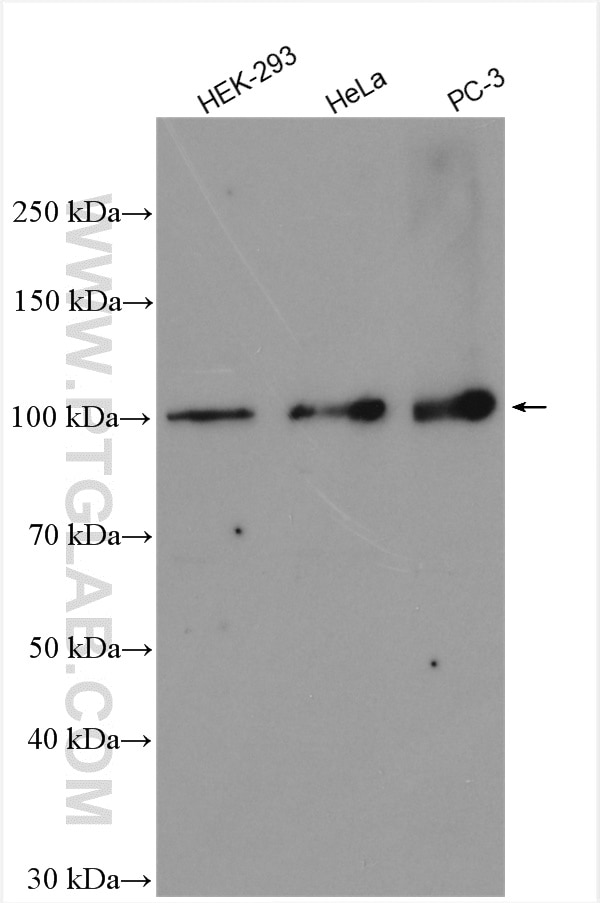 Western Blot (WB) analysis of various lysates using CLOCK Polyclonal antibody (18094-1-AP)