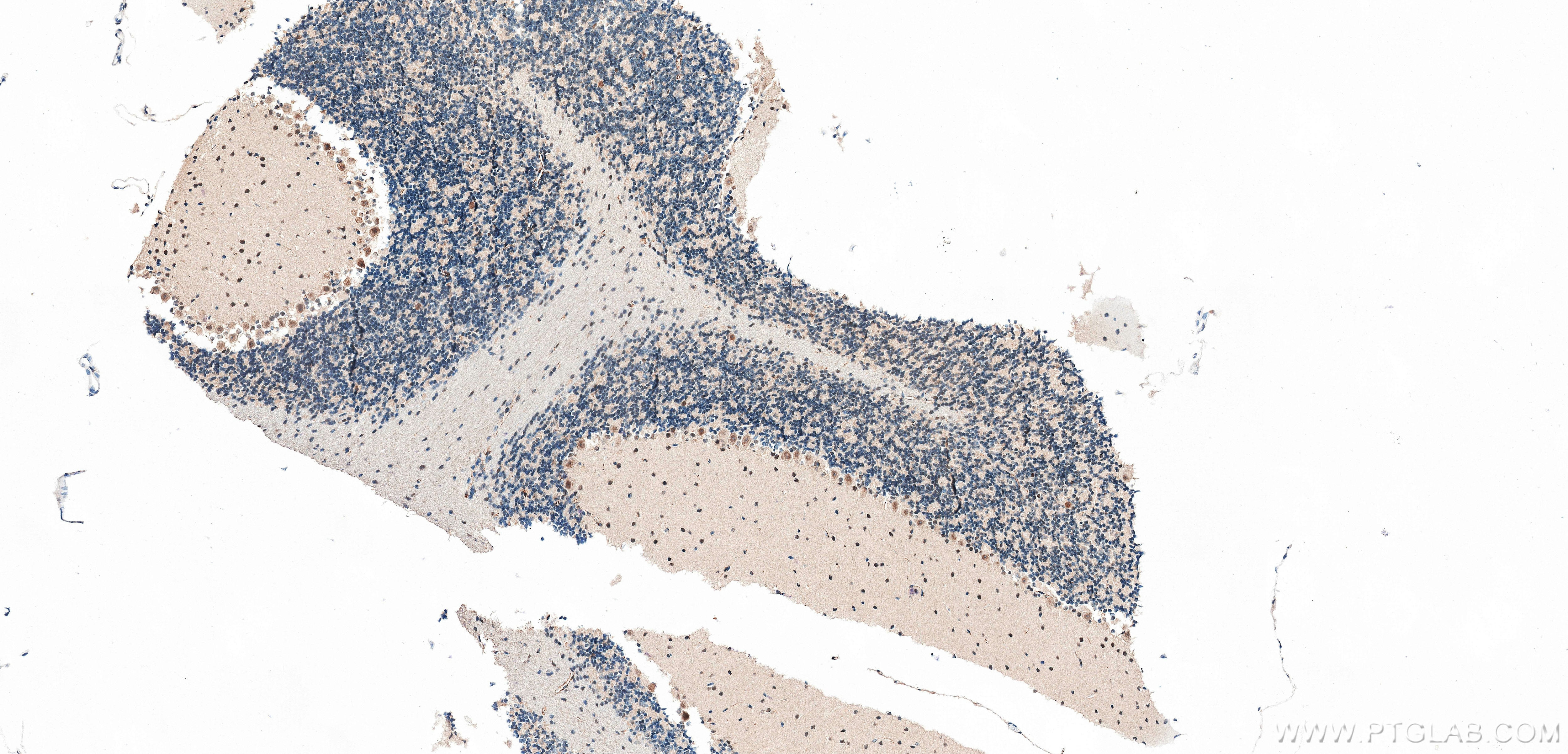 IHC staining of mouse cerebellum using 82829-1-RR Immunohistochemistry (IHC) staining of mouse cerebellum tissue using CLOCK Recombinant monoclonal antibody (82829-1-RR)