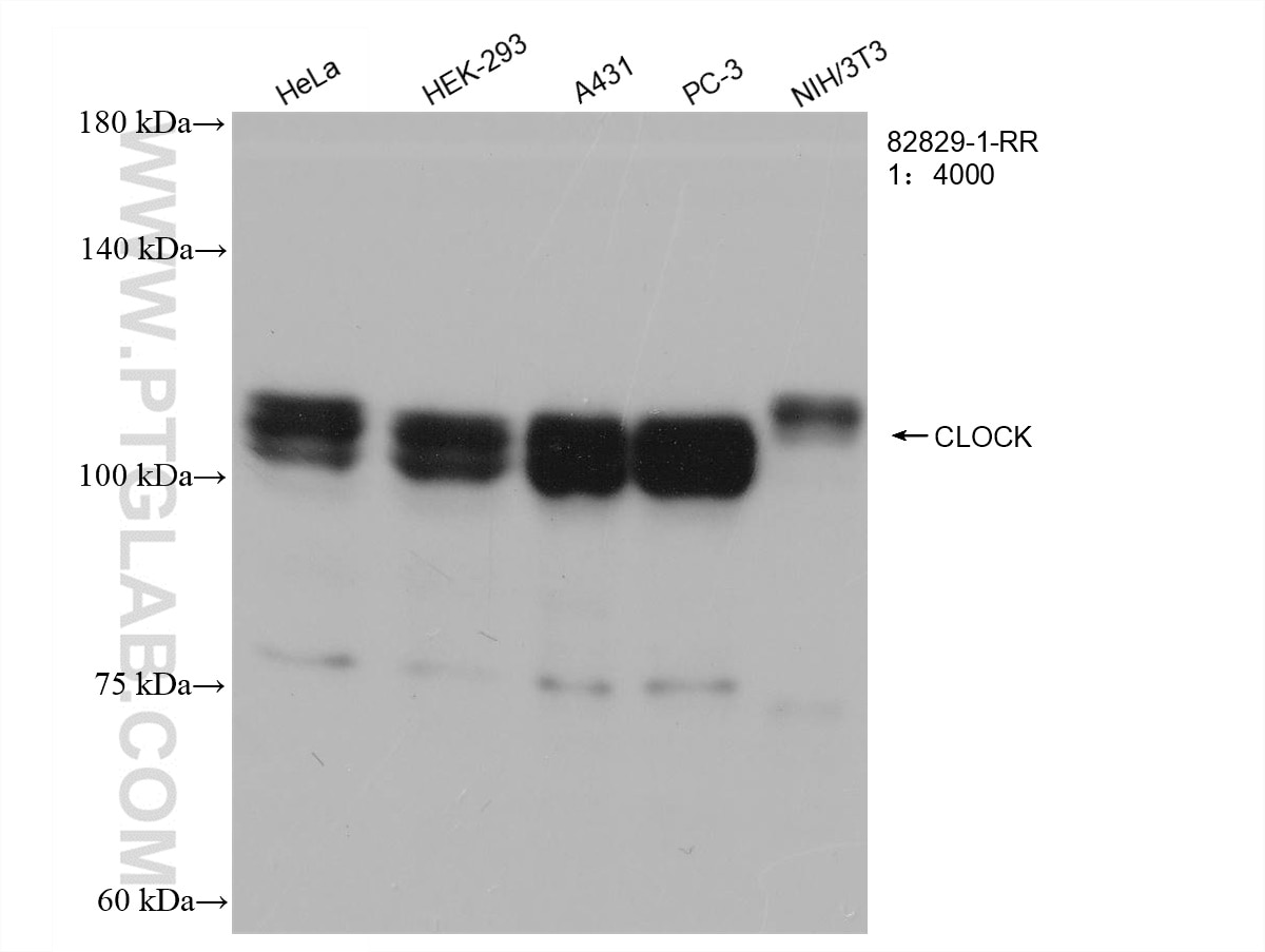 Western Blot (WB) analysis of various lysates using CLOCK Recombinant antibody (82829-1-RR)