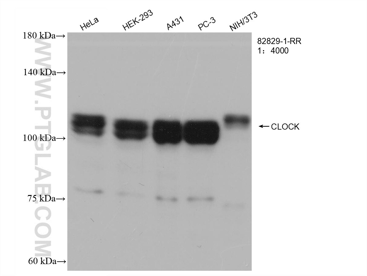 WB analysis using 82829-1-RR