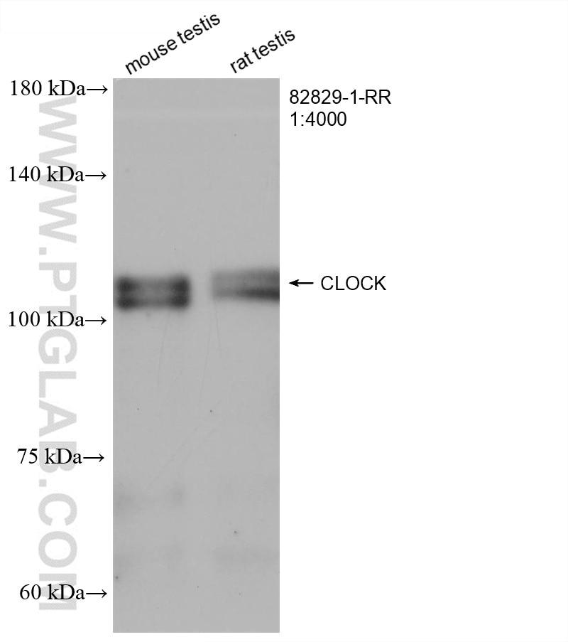 Western Blot (WB) analysis of various lysates using CLOCK Recombinant antibody (82829-1-RR)