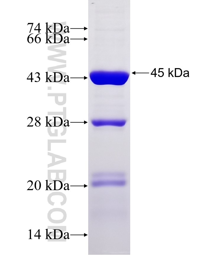 CLOCK fusion protein Ag30011 SDS-PAGE