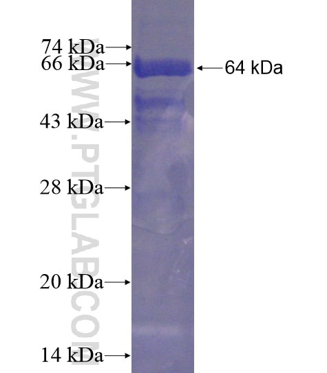 CLOCK fusion protein Ag12826 SDS-PAGE