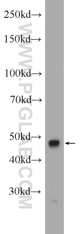 Western Blot (WB) analysis of mouse testis tissue using CLP1 Polyclonal antibody (14746-1-AP)