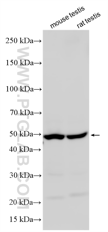 Western Blot (WB) analysis of various lysates using CLP1 Polyclonal antibody (14746-1-AP)