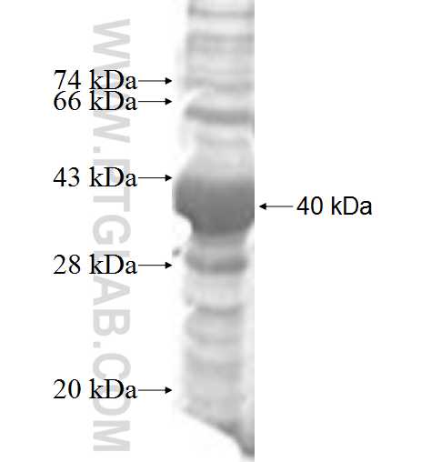 CLP1 fusion protein Ag6537 SDS-PAGE