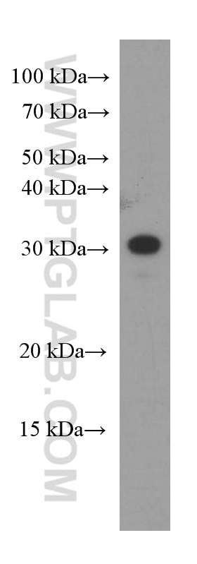 Western Blot (WB) analysis of pig heart tissue using CLPP Monoclonal antibody (66271-1-Ig)