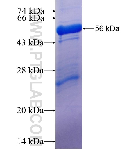 CLPP fusion protein Ag8325 SDS-PAGE
